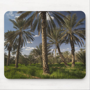 Tunisien, Ksour-området, Ksar Ghilane, dadelpalm Musmatta