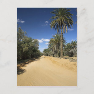 Tunisien, Ksour-området, Ksar Ghilane, dadelpalm Vykort