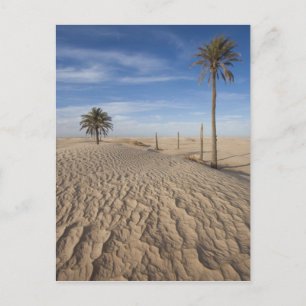 Tunisien, Sahara-öknen, Douz, Stora dynen, gryning Vykort