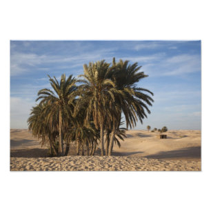 Tunisien, Sahara-öknen, Douz, Stora dynen, palm Fototryck