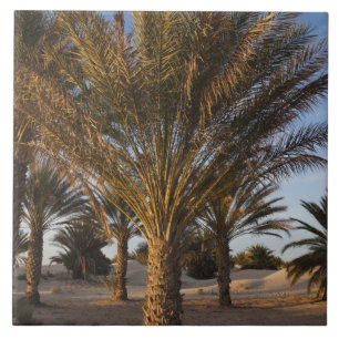 Tunisien, Sahara-öknen, Douz, Stora dynen, palm Kakelplatta