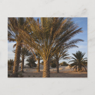 Tunisien, Sahara-öknen, Douz, Stora dynen, palm Vykort