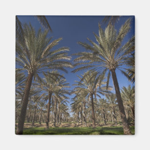Tunisien, Sahara-öknen, Douz, turistzon, 2 Magnet