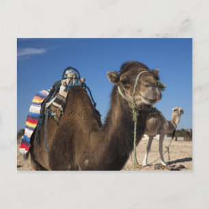 Tunisien, Sahara-öknen, Douz, Zone Touristique, Vykort
