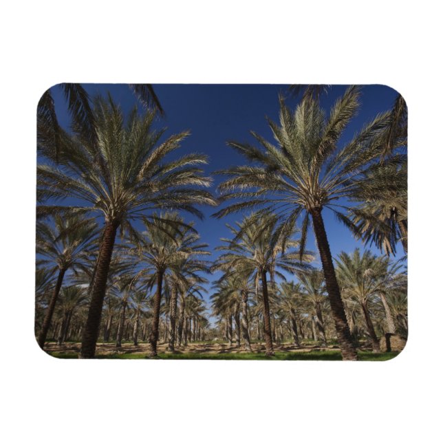 Tunisien, Saharaöknen, Douz, Zona turistmålet, 2 Magnet (Horisontell)