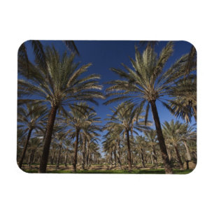 Tunisien, Saharaöknen, Douz, Zone Touristique, 2 Magnet