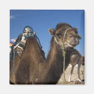 Tunisien, Saharaöknen, Douz, Zone Touristique, Magnet