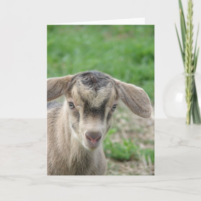 Tunn vid en dag gammal kort (Framsida)