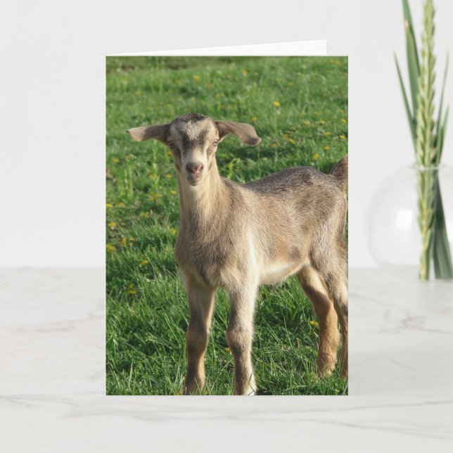 Tunn vid en veckas ålder kort (Framsida)