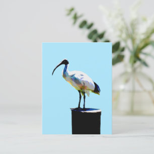 Tunna Chicken, (Ibis) Oil Paint, Vykort
