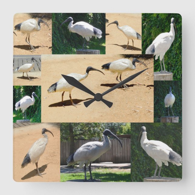 Tunna Chicken Photo Collage, Wall Clock Fyrkantig Klocka (Framsida)