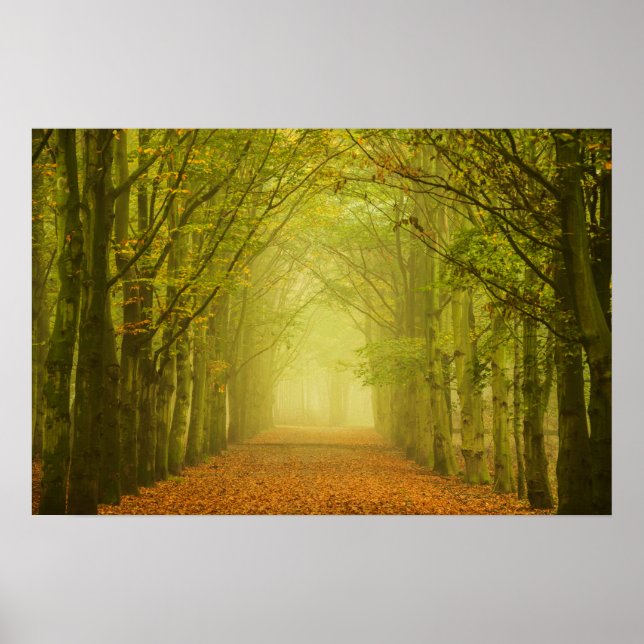 Tunnel av ljus i skogen affisch (Framsidan)