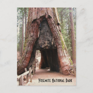Tunneln Träd-Yosemite Vykort