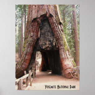 TunnelTräd Yosemite Poster