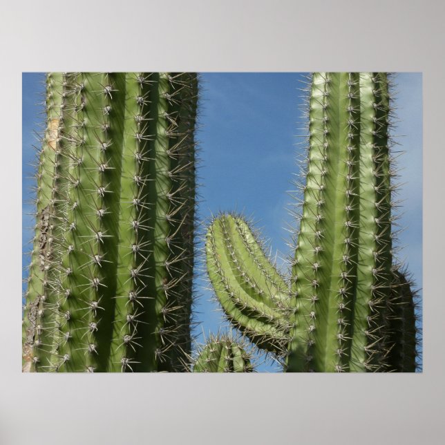 Tunnkaktus I Öken Foto Poster (Framsidan)