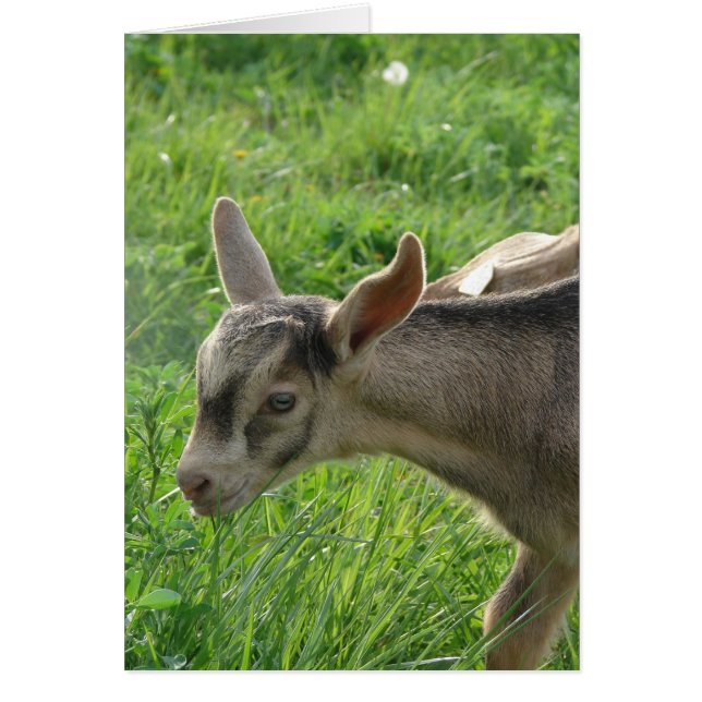 Tunt vid två veckor gammal hälsningskort (Framsidan)
