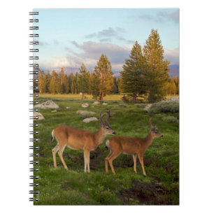 Tuolumne äng, Yosemite Anteckningsbok
