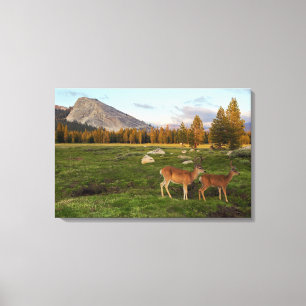 Tuolumne äng, Yosemite Canvastryck