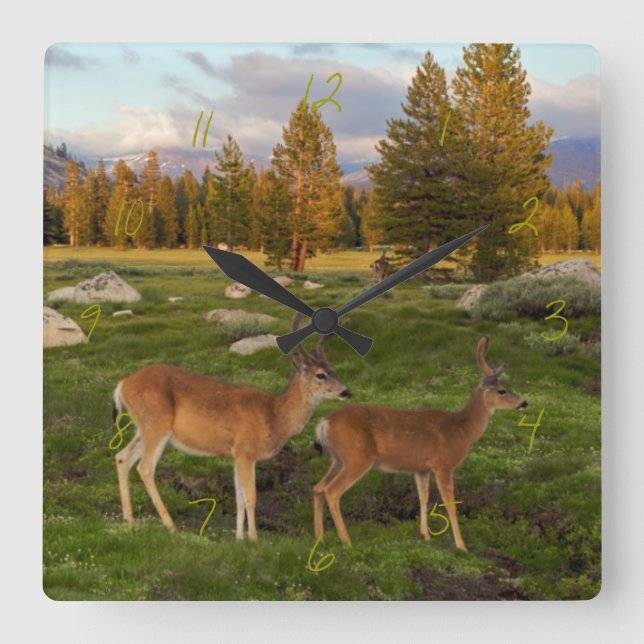 Tuolumne äng, Yosemite Fyrkantig Klocka (Framsida)