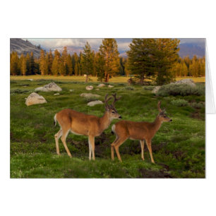 Tuolumne äng, Yosemite Hälsningskort