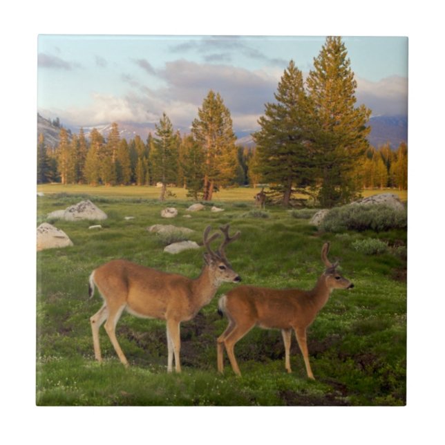 Tuolumne äng, Yosemite Kakelplatta (Framsidan)