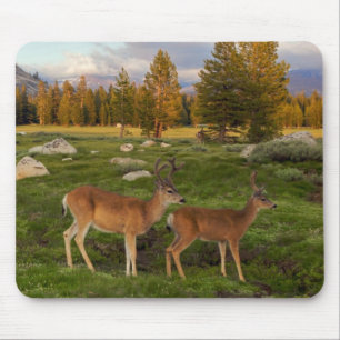 Tuolumne äng, Yosemite Musmatta