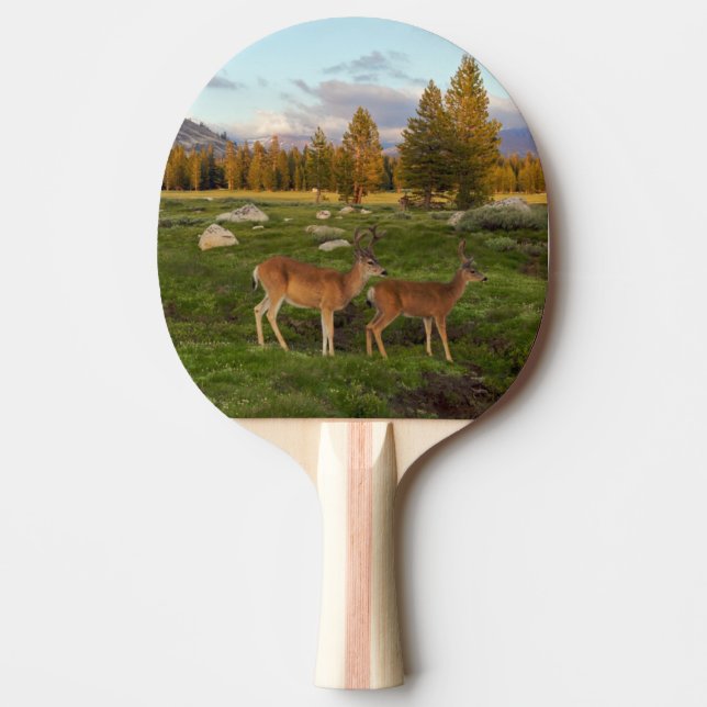 Tuolumne äng, Yosemite Pingisracket (Framsidan)