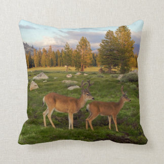 Tuolumne Meadow, Yosemite Kudde