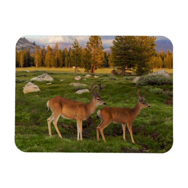 Tuolumne Meadow, Yosemite Magnet (Horisontell)