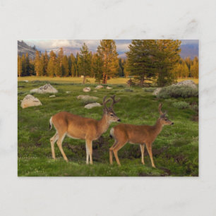 Tuolumne Meadow, Yosemite Vykort