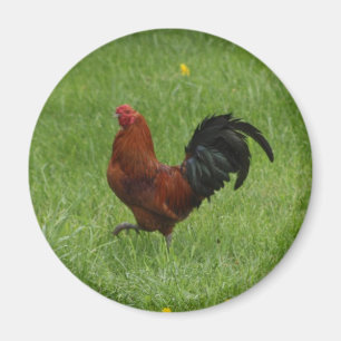 Tupp 1 - magnet