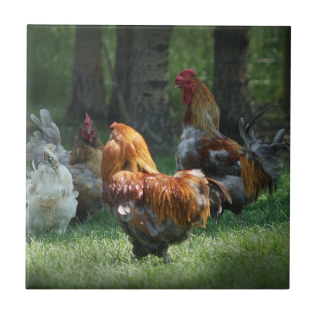 Tupp Chicken Art Tuppar Chickens Birdfarm  Kakelplatta (Framsidan)