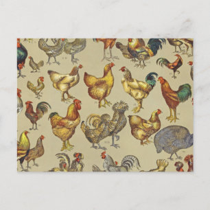 Tupp Chicken Farm (djur) Fjäderfä Land Vykort