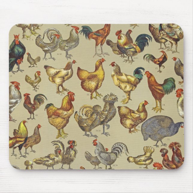 Tupp Chicken Farm Land Animal Musmatta (Framsidan)