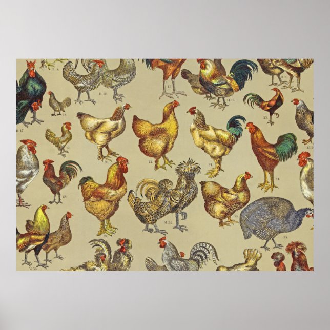 Tupp Chicken Farm Land Animal Poster (Framsidan)