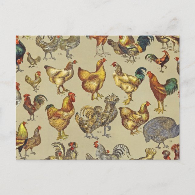 Tupp Chicken Farm Land Animal Vykort (Framsida)