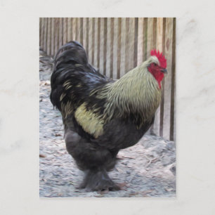 Tupp Chicken-målning Vykort
