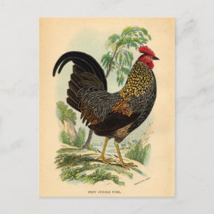 Tupp Cockerel för Vintage av antika utskrifter Vykort