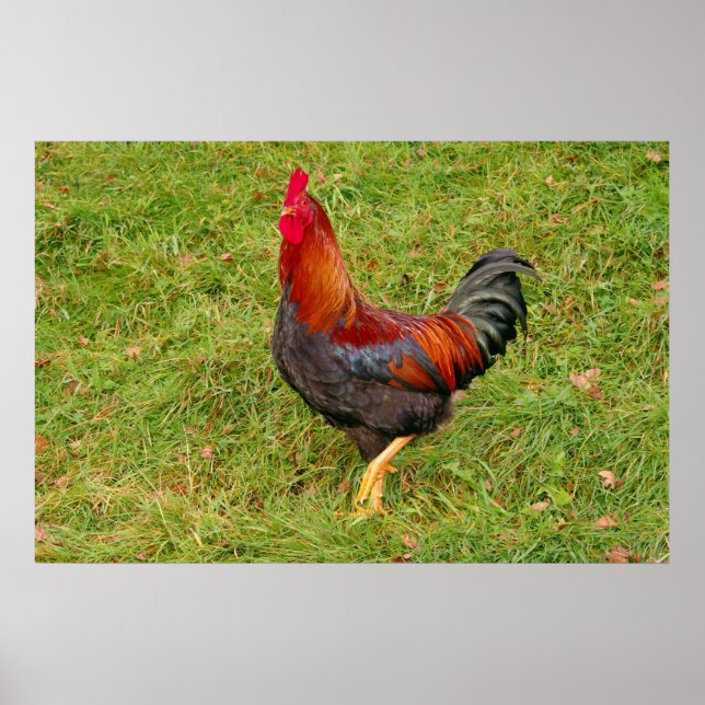 Tupp (cockerel) poster (Framsidan)