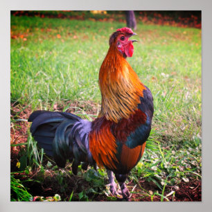 Tupp Crowing Farm Animal Poster
