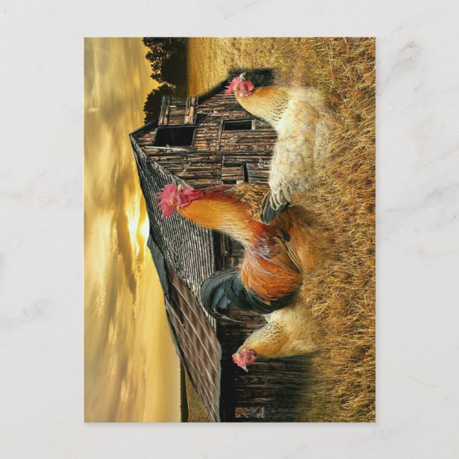Tupp Hens Rustic Barn Coop Vykort (Framsida)