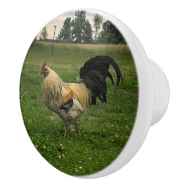 Tupp Höna På Gårdsbild Knopp