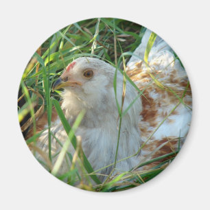 Tupp i Hay Meadow Magnet