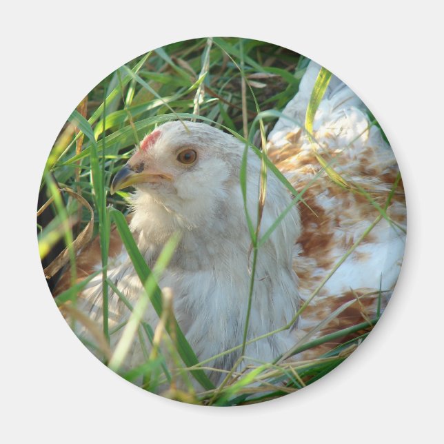 Tupp i Hay Meadow Magnet (Framsidan)