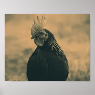 Tupp i Sepia Poster