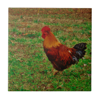 Tupp i varvet kakelplatta