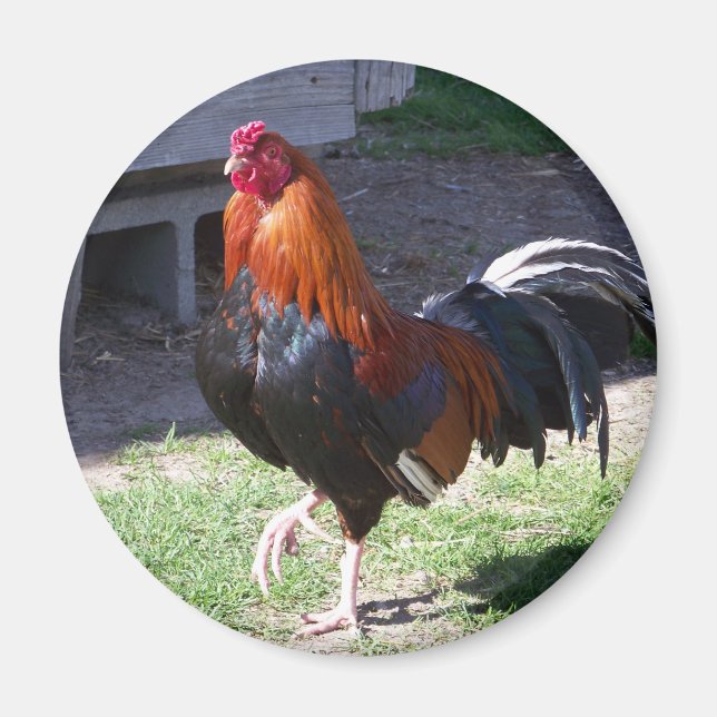 Tupp Magnet (Framsidan)