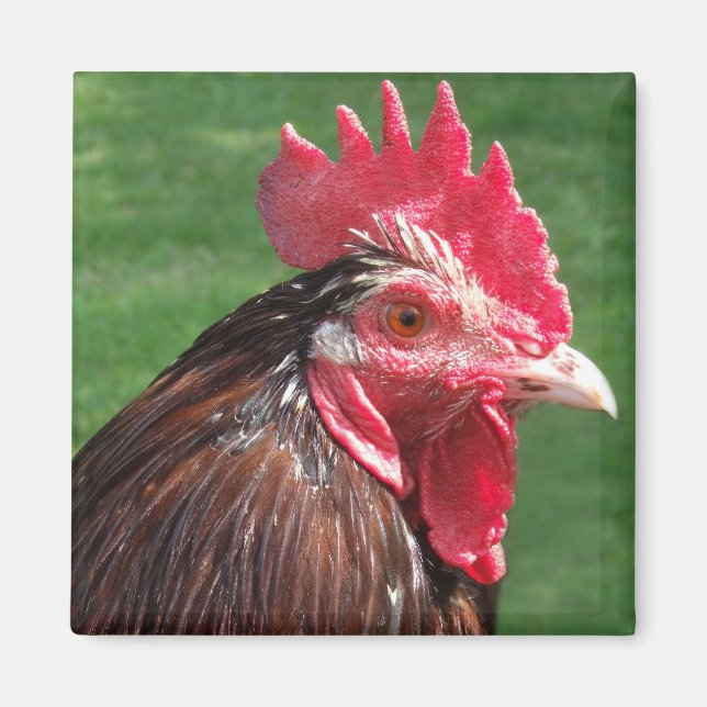 Tupp Magnet (Framsidan)