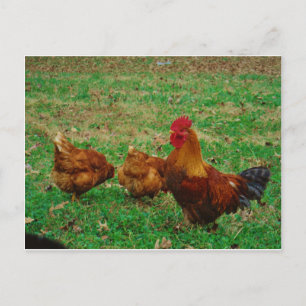 Tupp och hans Chickens Vykort