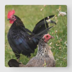 Tupp och Hen Fyrkantig Klocka